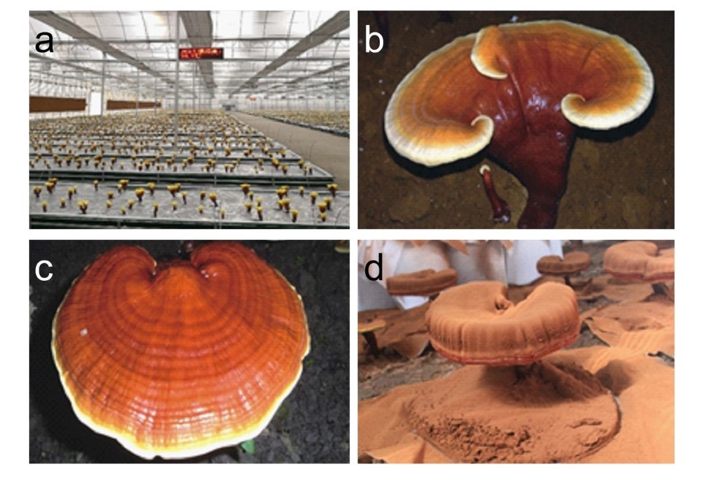 平博·(pinnacle)官方网站