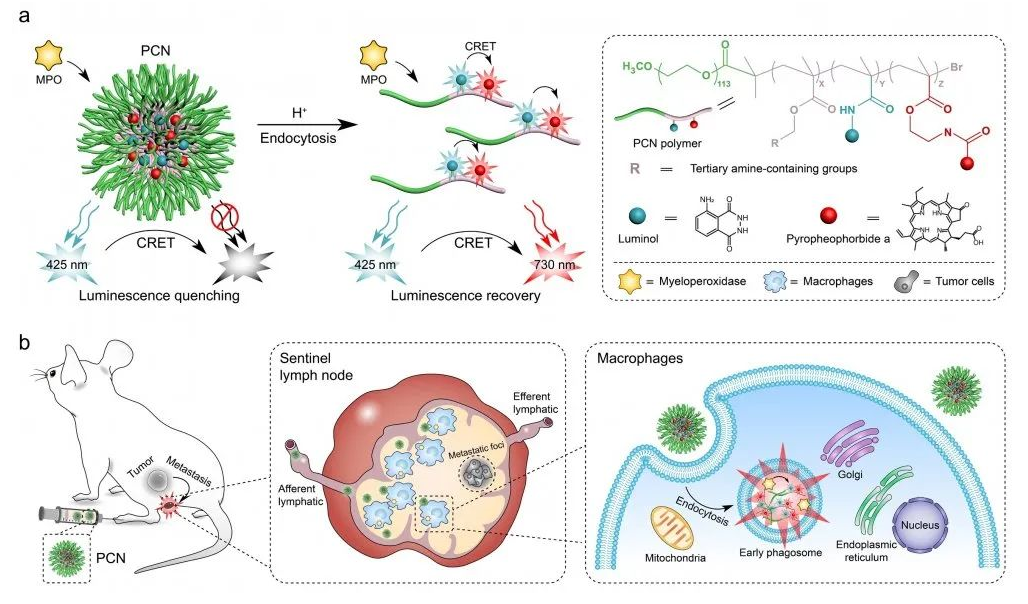 平博·(pinnacle)官方网站
