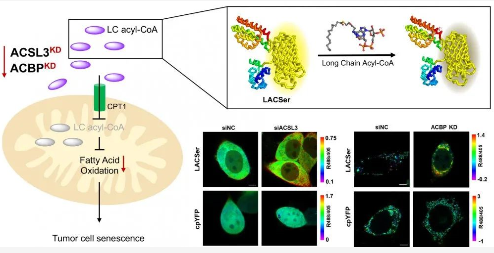 平博·(pinnacle)官方网站