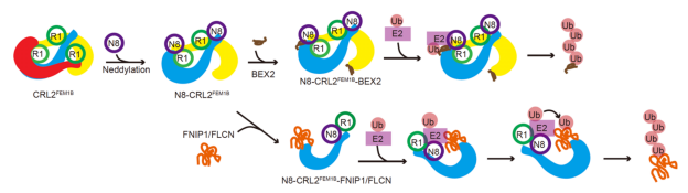 平博·(pinnacle)官方网站