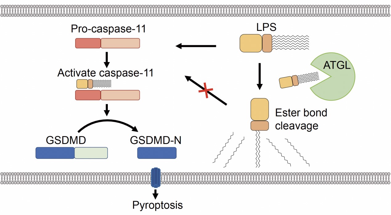 平博·(pinnacle)官方网站