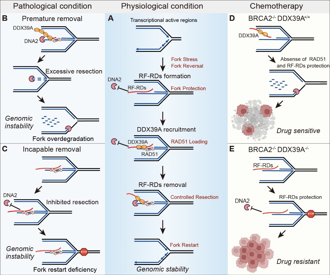 平博·(pinnacle)官方网站