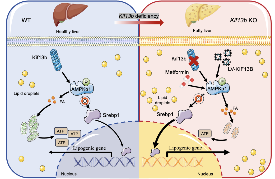 平博·(pinnacle)官方网站