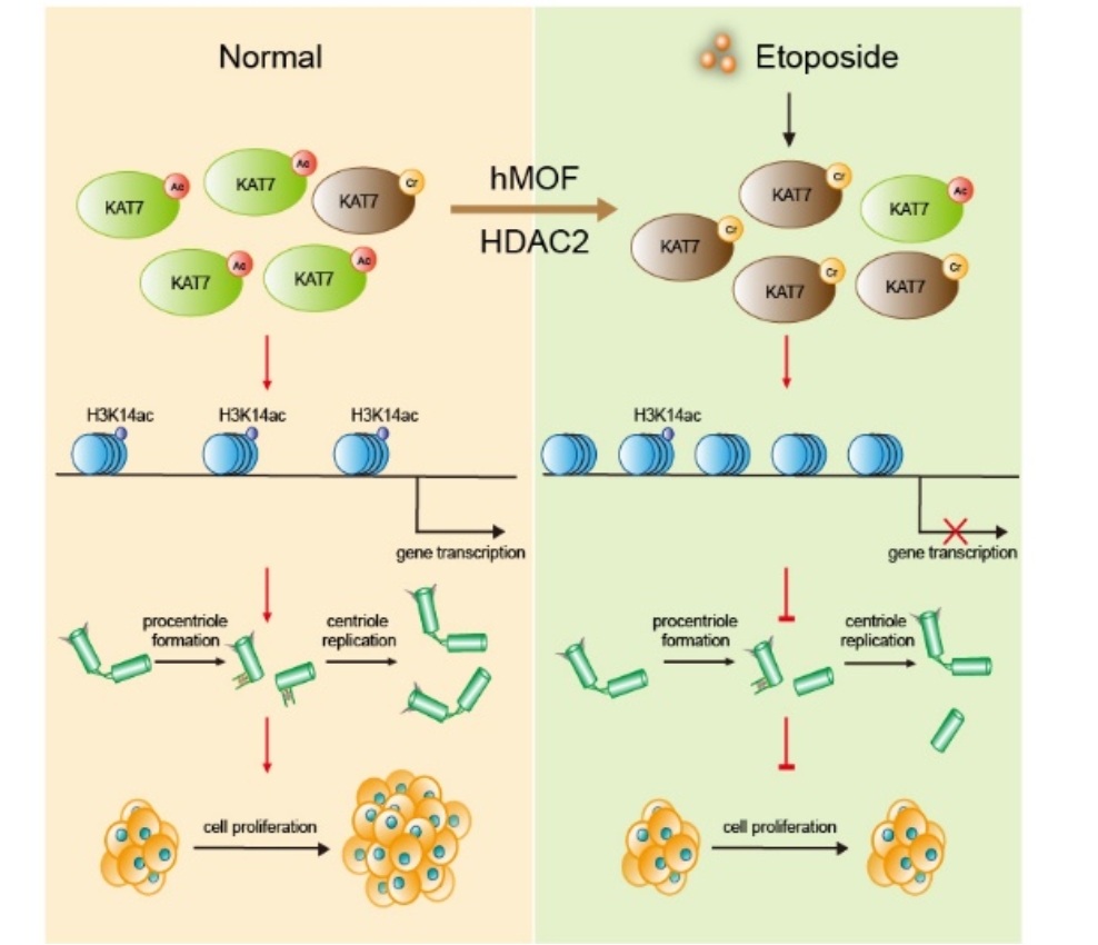 平博·(pinnacle)官方网站